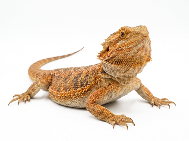 Agama vousatá