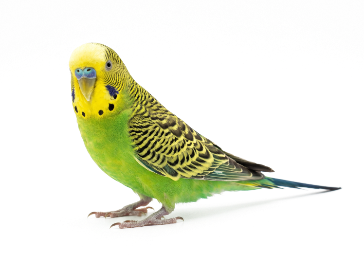 Andulka