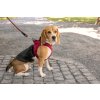 CURLI Postroj pre psov so sponou Air-Mesh Fuchsia M, 6-9 kg