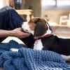 23823 4 dogspace creating room for your dog 25 300