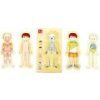 Puzzle anatomie tim c