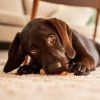 27972 2 dogspace puppy