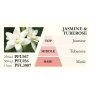 PFL JASMINE%20TUBEROSE