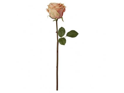 Růže lososová, 40 cm