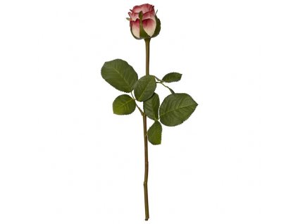 Růže bílá s červenými okraji, 40 cm