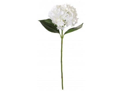 Hortenzie bílá, 66 cm