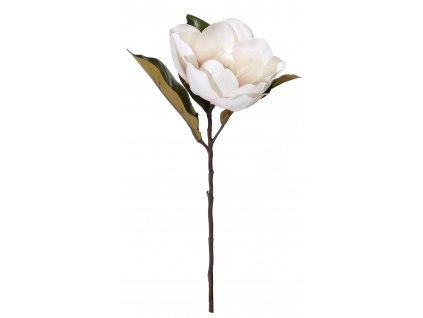 Bílá magnolie 60 cm