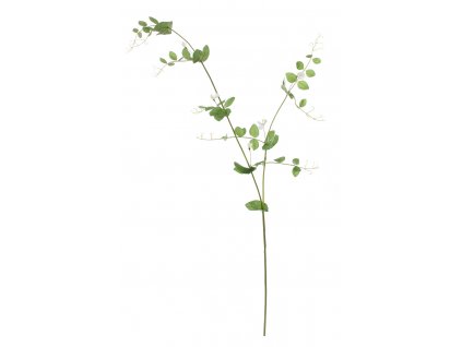 Bílé květy hrachoru, výška 135 cm