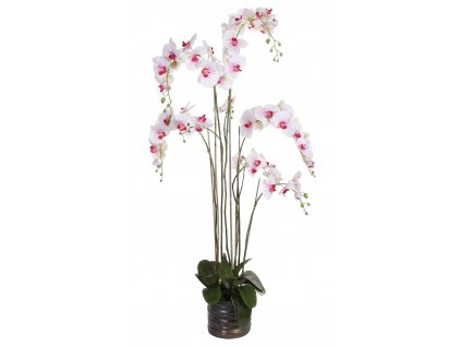 Orchidej (Phalaenopsis) s květináčem bílo-růžová, 155 cm