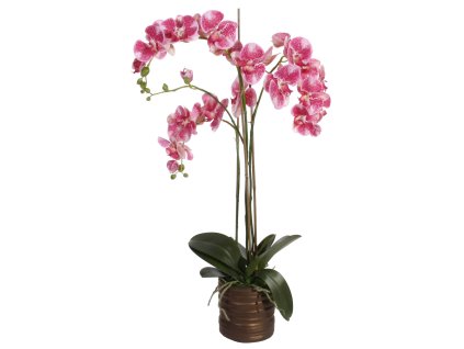 Orchidej (Phalaenopsis) s květináčem 3 tmavě růžová, 90 cm