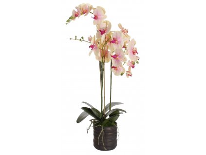 Růžovožlutá orchidej s květináčem 90 x 40 cm