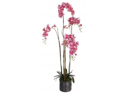Fialová orchidej s květináčem 150 x 75 cm