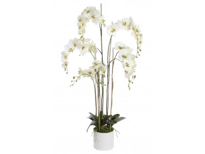 Orchidej (Phalaenopsis) s květináčem bílo-zelená, 155 cm