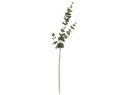 Zelený eucalyptus, výška 80 cm
