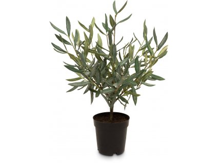 Olivovník, 51 cm