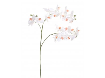 Orchidej (Phalaenopsis) bílá, 87 cm