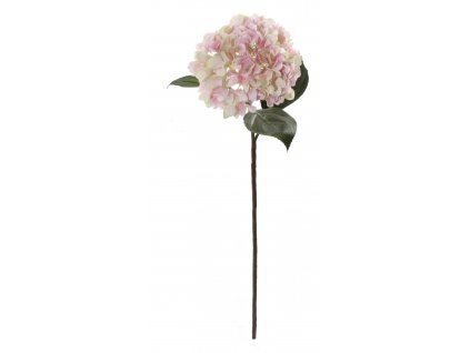 Hortenzie růžovo-smetanová, 70 cm