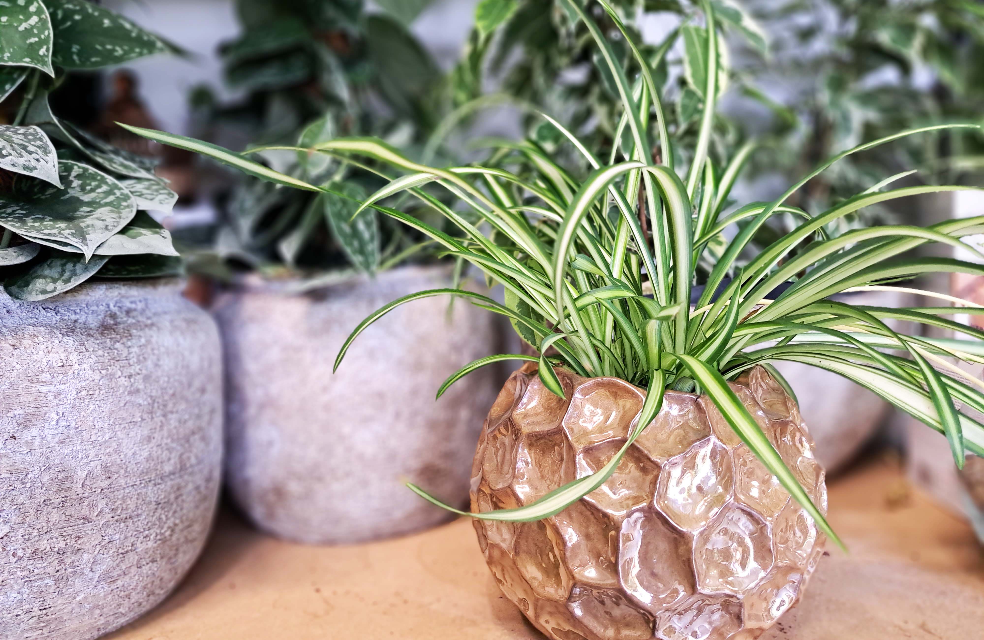 chlorophytum