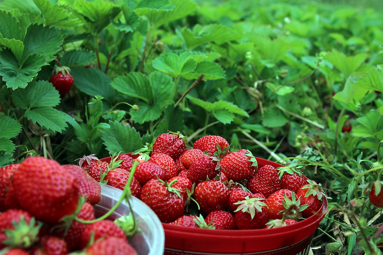 strawberries g5f50237e0 1280
