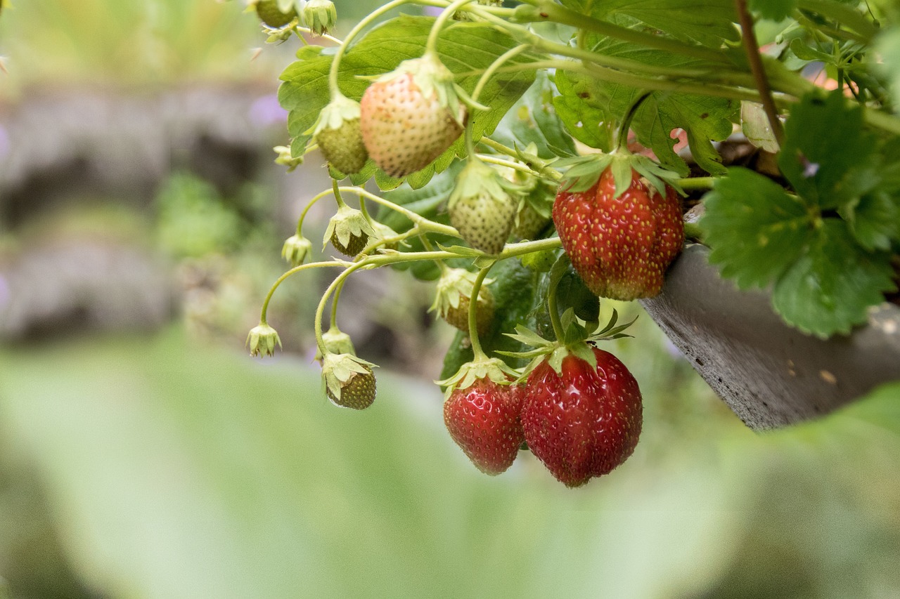 strawberry g4c4294e40 1280