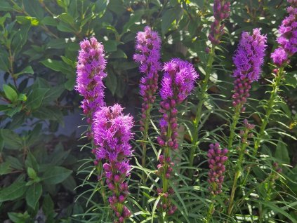 Liatris Spicata - liatra
