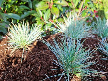 Festuca glauca Azurit