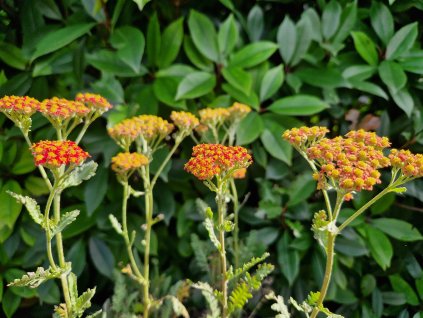 Achilea m. Terracotta