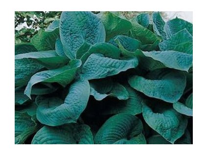 77275 big daddy hosta