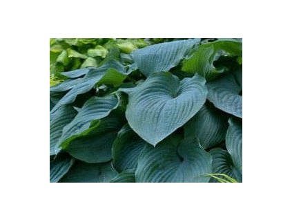 hosta Blue Angel 2