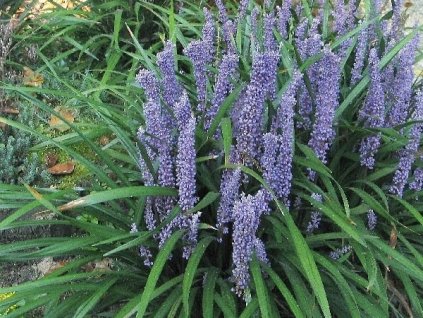Liriope Big Blue