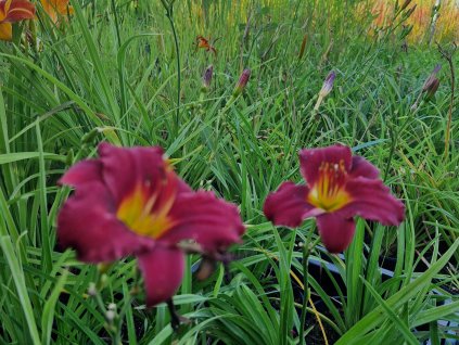 Hemerocallis Pardon Me