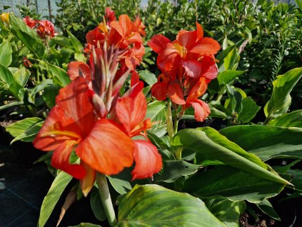 Canna Happy Isabel (2)