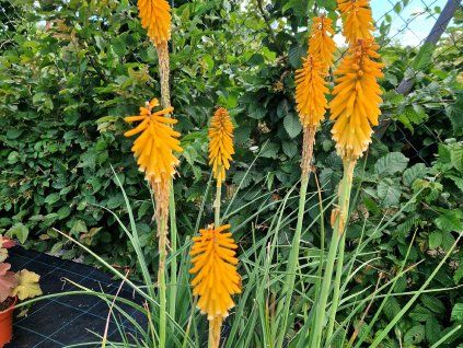 Kniphofia Mango 2