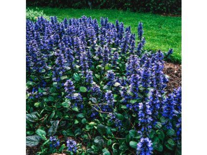 ajuga