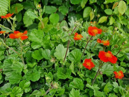 Geum c. Koi