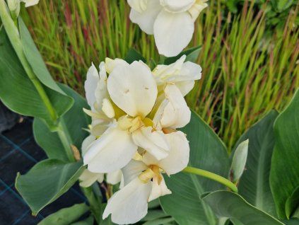 Canna Alaska
