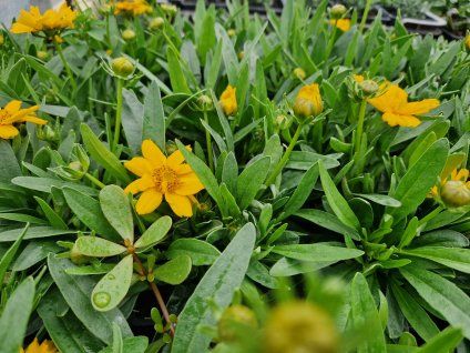 Coreopsis g. Castello Compact Yellow