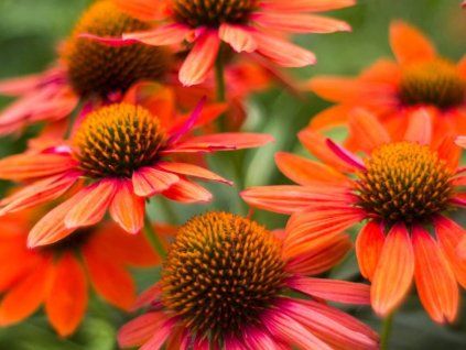 Echinacea Orange Sunset