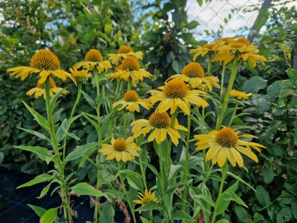 Echinacea p. Yellow Pasion 800