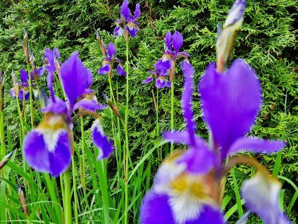 Iris s. Blue King. 1