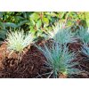 Festuca glauca Azurit