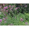 Verbena Lollipop