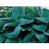 Hosta ´BIG DADDY´- funkia