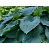 hosta Blue Angel 2