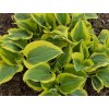 liberty hosta 2