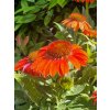 Echinacea