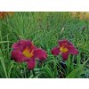 Hemerocallis Pardon Me