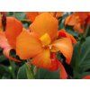 Canna orange shades