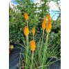 Kniphofia Mango