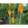 Kniphofia Mango 2